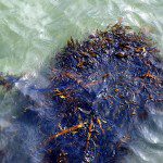Sea Kelp To Battle Obesity