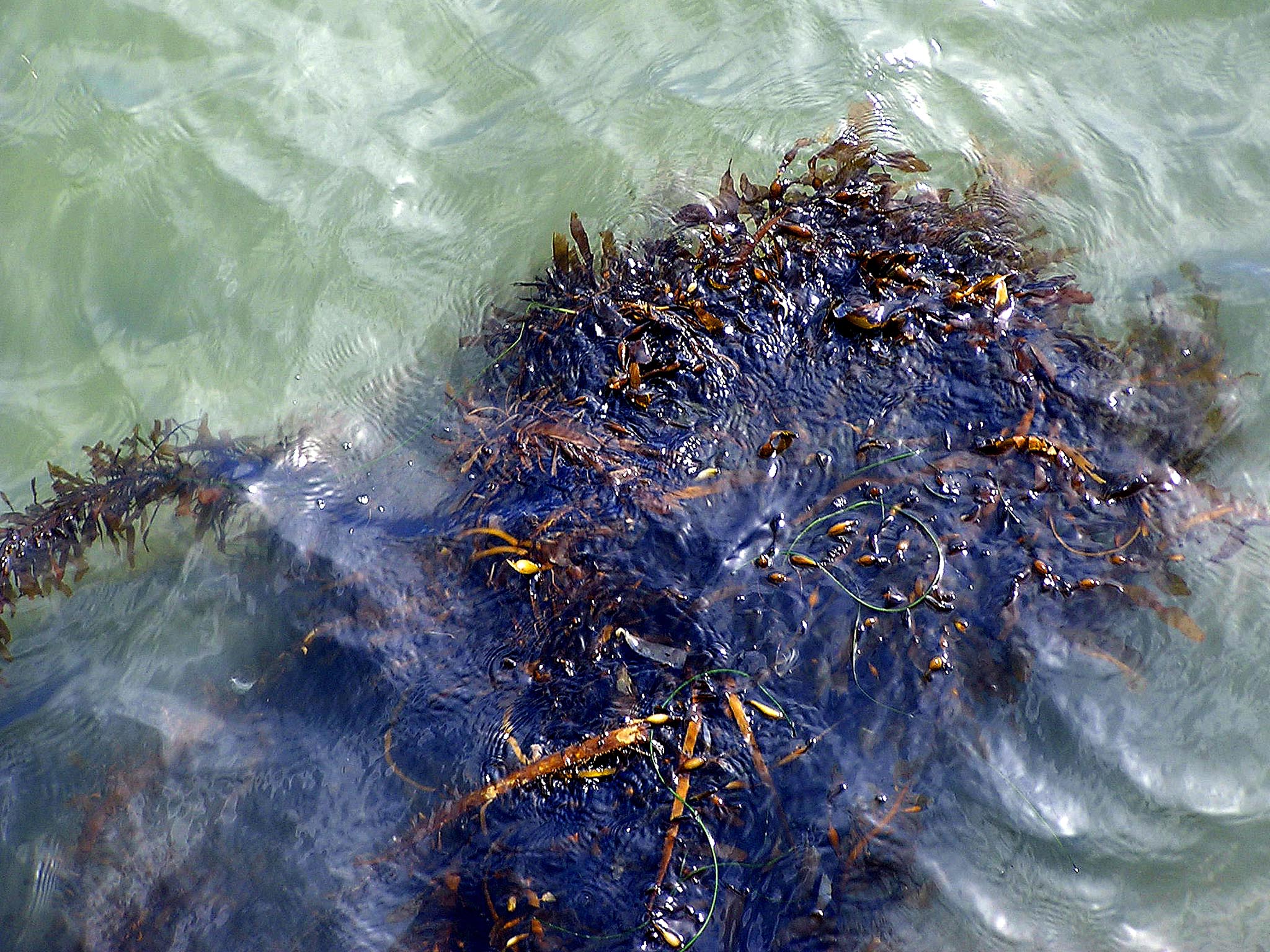 Read more about the article Sea Kelp To Battle Obesity