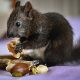The Nutritional Value Of Nuts Not For Everyone