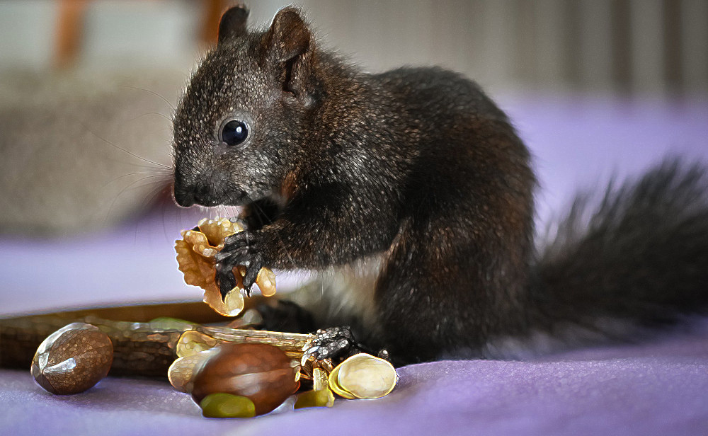 Read more about the article The Nutritional Value Of Nuts Not For Everyone